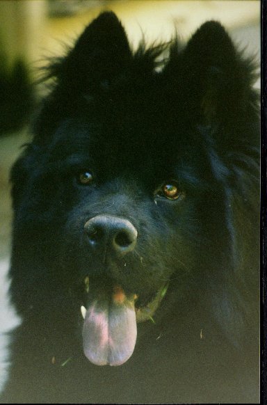"Blackie"--our dog